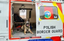 Międzynarodowy Dzień Psa. Psy w służbie w Straży Granicznej
