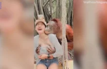 Orangutan wygryw