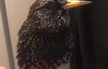Utalentowany ptak