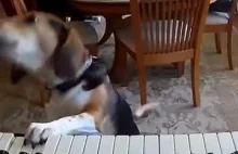 Pies gra na pianinie.