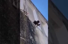 Małpa z maczetą przez tydzień terroryzowała mieszkańców brazylijskiego miasta