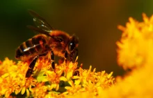 Australia: tysiące pszczół zostanie spalonych z powodu warrozy