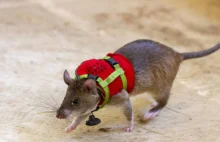 Szczury szkolone do noszenia małych plecaków, by ratować