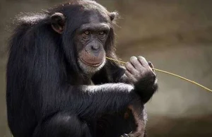 Ustalono, że szympansy mają w swoim słowniku około 400 zawołań