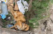 "Podłość nie ma granic". Rosjanie okaleczyli psa i zaminowali go.