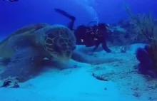 Największy żółw