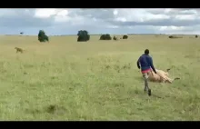 Maasai goni lwa jedzącego jego krowę.