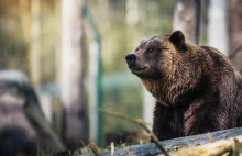 Wyjeżdżasz w góry? Sprawdź, jak się zachować, gdy spotkasz niedźwiedzia