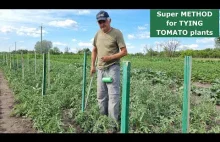 How to Tie up Tomato Plants Very Simply, Quickly and Easily