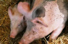 Aktywiści PETA chcą budowy pomnika dla świń, które zginęły w wypadku