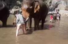 Mycie słonia