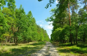 Te dane obalają mit o lasach w Polsce. "Jesteśmy co najwyżej...