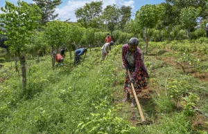 In Sri Lanka, Organic Farming Went Catastrophically Wrong