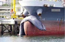Japoński tankowiec uderza w wieloryba i nie zdaje sobie sprawy dopóki nie dokuje