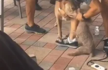 Duży pies chwyta szczeniaka siedzącego na kolanach obcej kobiety