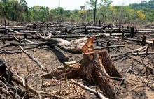 Tragiczne doniesienia z Brazylii. Amazonia znika z planety na naszych oczach