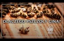 DLACZEGO PSZCZOŁY GINĄ?