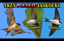 Jak Odróżnić Polskie JASKÓŁKI?