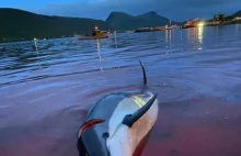 Wyspy Owcze ograniczą rzeź delfinów. Zabitych zostanie "tylko" 500 sztuk