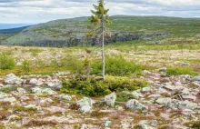 Najstarsze drzewo świata wciąż rośnie w pobliżu granicy norwesko-szwedzkiej