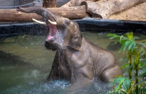 Zoo w Łodzi parodiuje plakat "Gdzie są te dzieci"