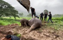 Tajlandia. Akcja ratunkowa w parku narodowym. Słoniątko utknęło w kanale