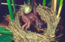 Kukułka wyrzuca jajka z gniazda