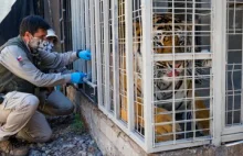 W Chile szczepią przeciwko COVID-19 tygrysy, pumy, lwy i orangutany