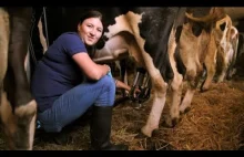 Rzuciła pracę w korpo żeby doić krowy