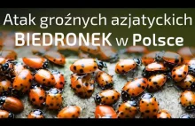 Jak rozpoznać Biedronki Polskie od tych azjatyckich - ciekawostki