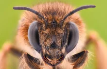 Pszczoły są bardzo inteligentne, testy IQ owadów wywołują szok wśród naukowców