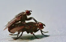Grzyb zabija samice much i doprowadza samców do nekrofilii