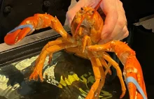 Niezwykle rzadki gatunek homara uratowany przez pracowników restauracji.