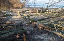 Nielegalnie wycięto 55 drzew w Gdańsku Jelitkowie - prokuratura umorzyła sprawę