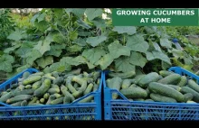Amazing Idea to Grow Cucumbers at Home (Part ІІ)