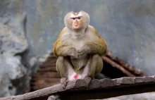 Agresywny makak napada mieszkańców Japonii