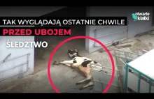 Wstrząsające nagrania z uboju krów i koni w Rzeniszowie - nowe śledztwo!