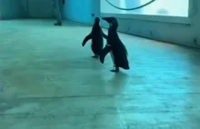 Wyprowadzanie pingwinów na spacer