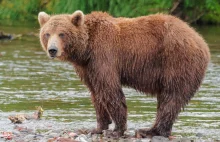 Niedźwiedzie pożarły znanego sportowca i jego znajomych