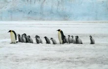 60 milionów lat ewolucji pingwinów