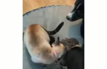 Kotka zanosi swoje młode psu pod opiekę