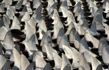 Ponad 70% światowego handlu płetwami rekinów stanowią gatunki zagrożone