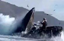 Humbak połknął dwóch turystów u wybrzeży Kalifornii (wideo)