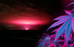 Czy to UFO? Nie, to różowe światło z uprawy konopi w Australijskim miasteczku