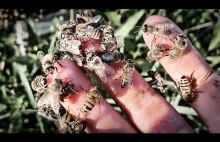 Jak pszczoły radzą sobie z upałami?