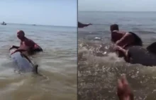 Dziobowal utknął przy plaży. Na zestresowane zwierzę wspięła się kobieta.