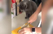 reakcja kota na krojenie cebuli