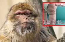 Japonia. 42 osoby ranne po atakach małp. Do akcji wkracza policja