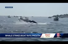 Wieloryb uderzył w łódź rybacką
