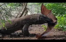 Waran z Komodo poluje na dużego nietoperza.